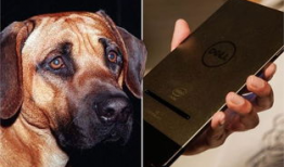 狗交视频,温馨交视频捕捉友谊瞬间